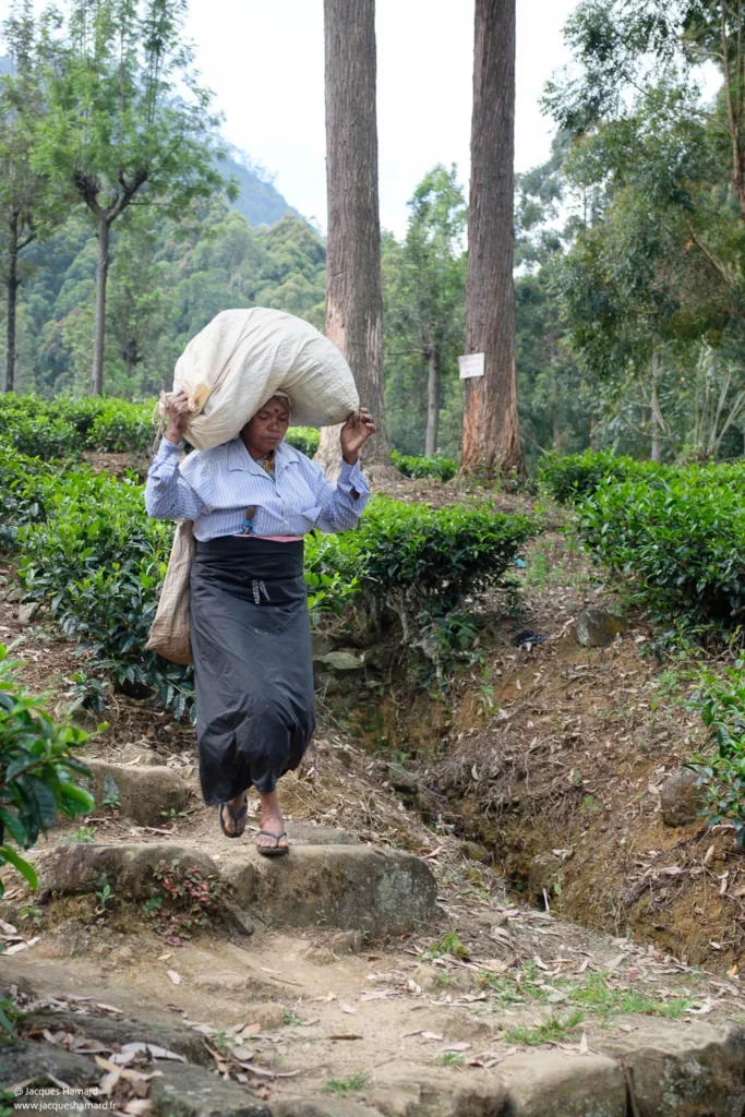 Cueilleuse de thé portant une lourde récolte sur son dos, Highlands du Sri Lanka.