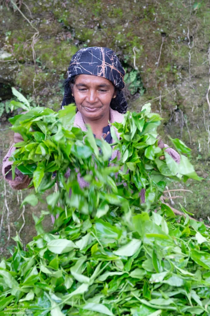 Travailleuse sri lankaise triant avec soin les feuilles de thé après la récolte, portrait métier.