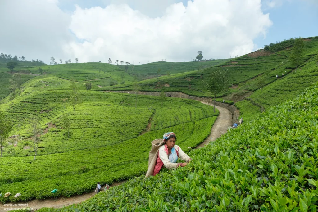 Femmes cueillant les feuilles de thé dans les plantations des Highlands, Sri Lanka.