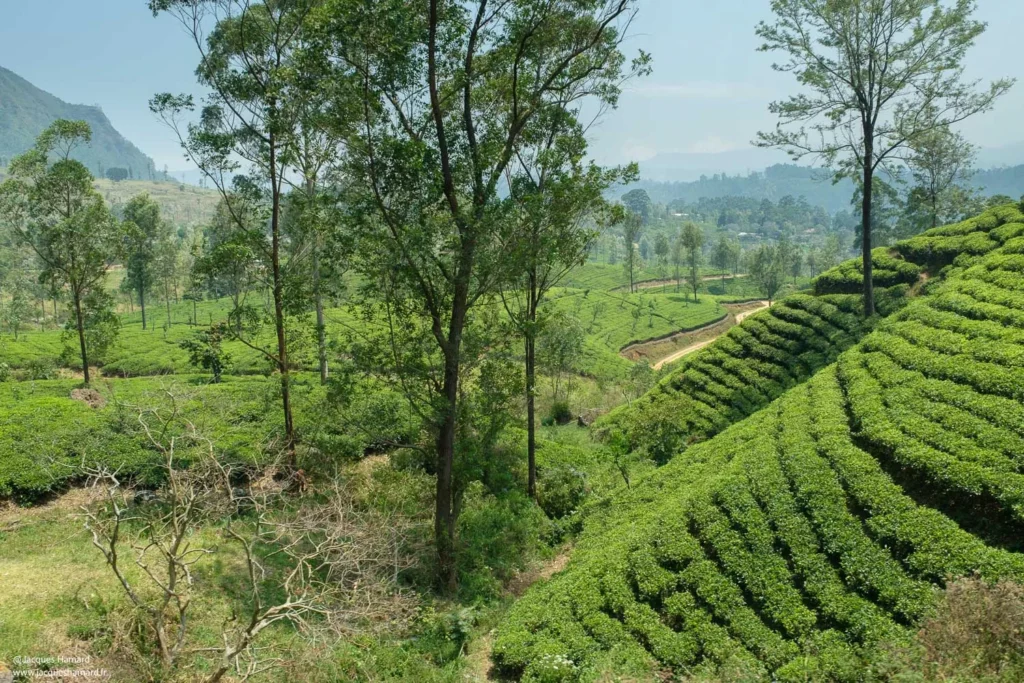 Paysage montagneux Sri Lanka plantations de thé photographie de voyage.