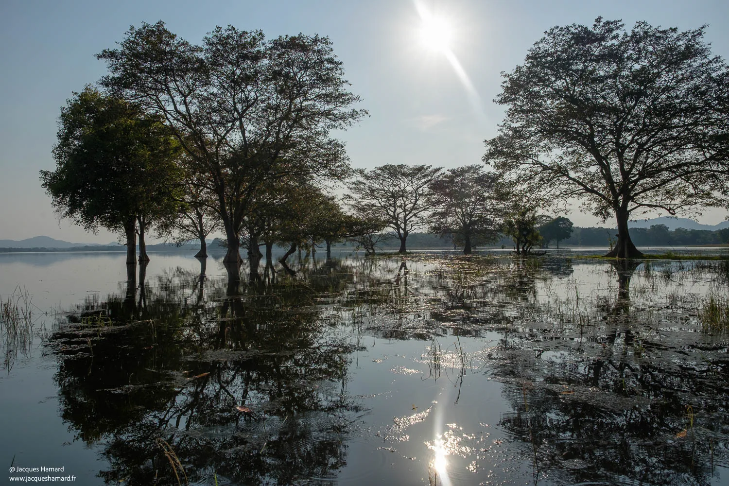 Sri Lanka : L’immersion comme point de vue