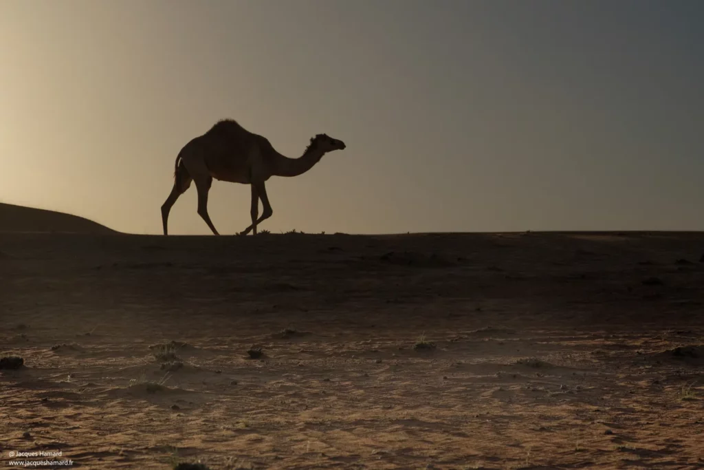 Dromadaire au coucher de soleil à Wahiba par Jacques Hamard
