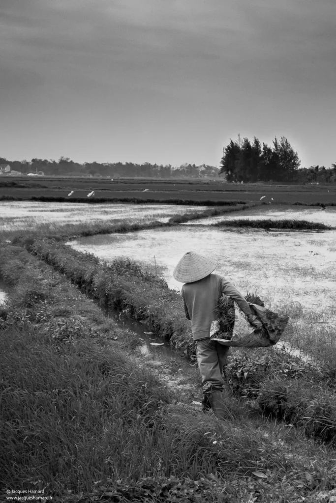 Travailleur dans les rizières par Jacques Hamard